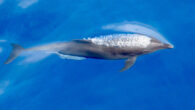 The Eastern Tropical Pacific bottlenose dolphin (Tursiops truncatus nuuanu). Image credit: NOAA / NMFS / SWFSC.