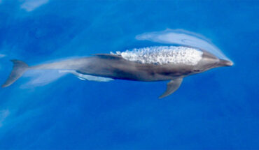 The Eastern Tropical Pacific bottlenose dolphin (Tursiops truncatus nuuanu). Image credit: NOAA / NMFS / SWFSC.
