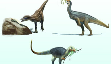 Early dinosaurs and their diets: Lesothosaurus is an omnivore, Buriolestes is a carnivore, and Thecodontosaurus is an herbivore. Image credit: Gabriel Ugueto.