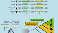 This graphical abstract depicts the rise of new genes in humans. Image credit: Vakirlis et al., doi: 10.1016/j.celrep.2022.111808.