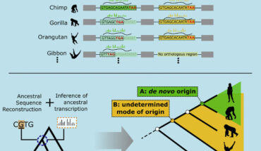 This graphical abstract depicts the rise of new genes in humans. Image credit: Vakirlis et al., doi: 10.1016/j.celrep.2022.111808.