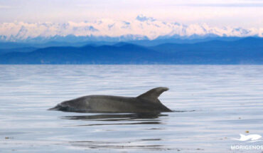 Prešeren with Slovenia’s highest mountain Triglav in the background. Image credit: Genov et al., doi: 10.1007/s42991-022-00316-5.