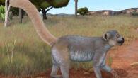 Monkey lemurs likely ate tough and hard fruits, small vertebrates, and crustaceans. Image credit: Smokeybjb / CC BY-SA 3.0.