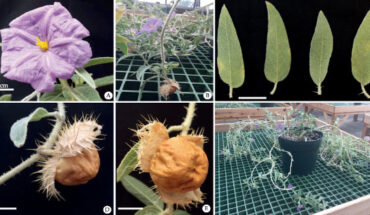 Solanum scalarium. Image credit: T.M. Williams.