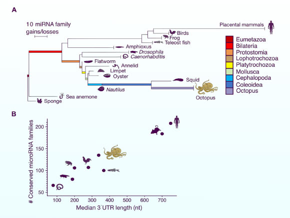 Expansion of the miRNA repertoire in cephalopods: (A) phylogeny of several animal groups with the branch lengths between nodes, or from a node to an extant species, reflecting the gains of miRNA families minus the losses; vertical lines at the end of the branches indicate the shared complement of the indicated species; the other branches lead to single species; (B) number of miRNA families (excluding species-specific novel families) versus median 3’UTR length in selected animals. Image credit: Zolotarov et al., doi: 10.1126/sciadv.add9938.