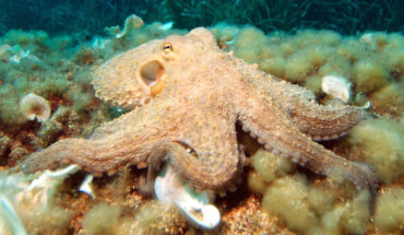 Zolotarov et al. propose that miRNAs are intimately linked to the evolution of complex brains in octopuses and other animals. Image credit: Albert Kok / CC BY-SA 3.0.