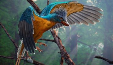 Life reconstruction of Confuciusornis shifan. Image credit: Paleontological Museum of Liaoning.