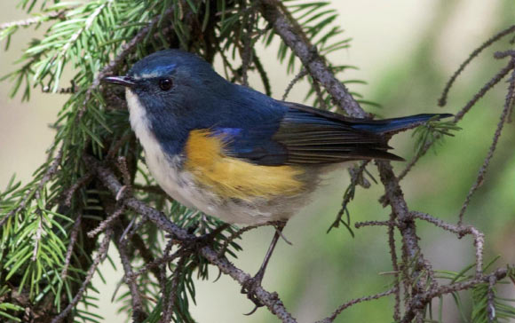 The Qilian bluetail (Tarsiger albocoeruleus). Image credit: Xianting Wang.