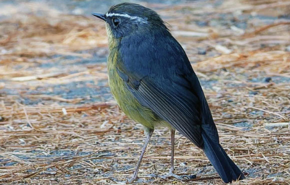 The Taiwan bush robin (Tarsiger formosanus). Image credit: Vincent Wang.