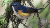 The Qilian bluetail (Tarsiger albocoeruleus). Image credit: Xianting Wang.
