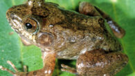 The newly-discovered frog species Mantidactylus mahery. Image credit: Scherz et al., doi: 10.11646/megataxa.7.2.1.