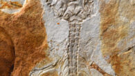 Close-up of the holotype of Moqisaurus pulchrum. Image credit: Dong et al., doi: 10.1016/j.cretres.2022.105363.