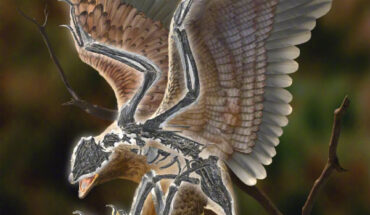 Life reconstruction of Cratonavis zhui. Image credit: Chuang Zhao.