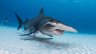 The great hammerhead shark (Sphyrna mokarran). Image credit: Christopher Vaughn-Jones.