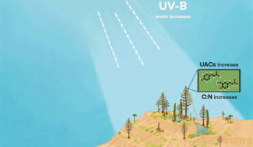 The impacts of ozone depletion and elevated UV-B levels on the terrestrial ecosystem. Image credit: Conor Haynes-Mannering, University of Nottingham.