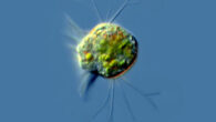 DeLong et al. estimate that each Halteria in their experiments ate 10,000 to one million viruses per day. Image credit: Proyecto Agua.