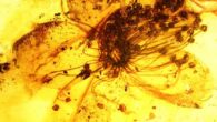 Symplocos kowalewskii. Image credit: Sadowski & Hofmann, doi: 10.1038/s41598-022-24549-z.