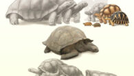 Top - Madagascar, from left to right: Aldabrachelys abrupta, Aldabrachelys grandidieri, Pyxis planicauda, Pyxis arachnoides, Astrochelys rogerbouri (new species), Astrochelys yniphora, and Astrochelys radiata. Center - Granitic Seychelles (extinct), Aldabra, Aldabrachelys gigantea. Bottom - Mascarenes, from left to right: Cylindraspis indica (Réunion), Cylindraspis inepta, Cylindraspis triserrata (both Mauritius), Cylindraspis vosmaeri, and Cylindraspis peltastes (both Rodrigues). Image credit: Michal Rössler / Massimo Delfino.