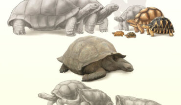 Top - Madagascar, from left to right: Aldabrachelys abrupta, Aldabrachelys grandidieri, Pyxis planicauda, Pyxis arachnoides, Astrochelys rogerbouri (new species), Astrochelys yniphora, and Astrochelys radiata. Center - Granitic Seychelles (extinct), Aldabra, Aldabrachelys gigantea. Bottom - Mascarenes, from left to right: Cylindraspis indica (Réunion), Cylindraspis inepta, Cylindraspis triserrata (both Mauritius), Cylindraspis vosmaeri, and Cylindraspis peltastes (both Rodrigues). Image credit: Michal Rössler / Massimo Delfino.