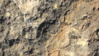 Field photograph of titanosaur clutch showing tightly grouped eggs with very little to no spacing between them. Image credit: Dhiman et al., doi: 10.1371/journal.pone.0278242.