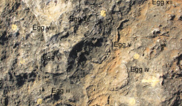 Field photograph of titanosaur clutch showing tightly grouped eggs with very little to no spacing between them. Image credit: Dhiman et al., doi: 10.1371/journal.pone.0278242.