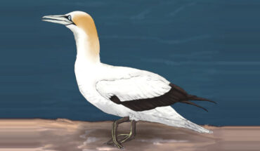 Possible reconstitution of the individual Morus sp. from the Praia do Penedo Norte, Portugal. Image credit: Alexandre Fonseca.