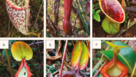 Nepenthes species sampled in Malaysian Borneo during the study: (A) Nepenthes burbidgeae, (B) Nepenthes edwardsiana, (C) Nepenthes lowii, (D) Nepenthes macrophylla, (E) Nepenthes rajah and (F) Nepenthes villosa. Note the presence of mammal droppings in (D) and (E). Image credit: A. van der Ent / A. Robinson.