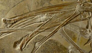 Skull of Balaenognathus maeuseri. Image credit: Martill et al., doi: 10.1007/s12542-022-00644-4.