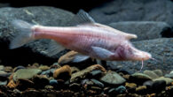 Live adult male paratype of Sinocyclocheilus longicornus. Image credit: Xu et al., doi: 10.3897/zookeys.1141.91501.