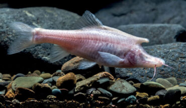 Live adult male paratype of Sinocyclocheilus longicornus. Image credit: Xu et al., doi: 10.3897/zookeys.1141.91501.