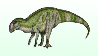 Life restoration of Aquilarhinus palimentus, a hadrosaurid dinosaur from the Aguja Formation. Image credit: David Breguet / CC BY-SA 4.0.