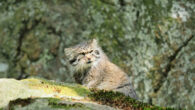 The Pallas’s cat (Otocolobus manul). Image credit: Nicolas Fischer / CC BY 3.0.