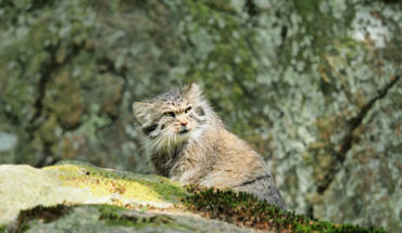 The Pallas’s cat (Otocolobus manul). Image credit: Nicolas Fischer / CC BY 3.0.