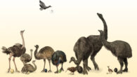 Flightless or poorly-flighted modern, and recently extinct, paleognath birds with their respective egg sizes. Lithornis, an ancient flying paleognath bird, is depicted and has an unknown egg size. Image credit: Hyunjoo Shin / CC BY 4.0.