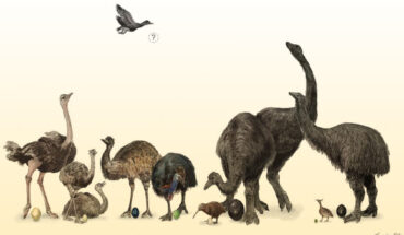 Flightless or poorly-flighted modern, and recently extinct, paleognath birds with their respective egg sizes. Lithornis, an ancient flying paleognath bird, is depicted and has an unknown egg size. Image credit: Hyunjoo Shin / CC BY 4.0.