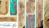 Iotuba chengjiangensis. Image credit: Zhang et al., doi: 10.1098/rspb.2022.2014.