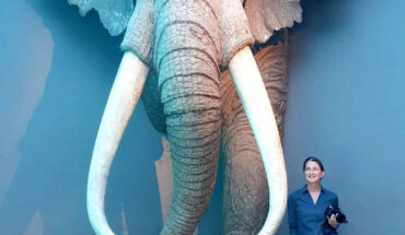 Professor Gaudzinski-Windheuser standing next to a life-size reconstruction of an adult male European straight-tusked elephant (Palaeoloxodon antiquus) in the State Museum of Prehistory in Halle, Germany. Image credit: Lutz Kindler, LEIZA.
