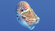 Nautilus samoaensis. Image credit: Barord et al., doi: 10.3897/zookeys.1143.84427.