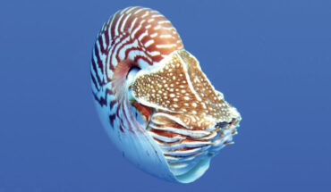 Nautilus samoaensis. Image credit: Barord et al., doi: 10.3897/zookeys.1143.84427.