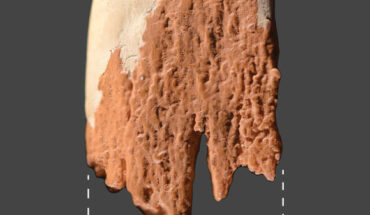 Reconstruction of the distal end of the Manis projectile point. Image credit: Waters et al., doi: 10.1126/sciadv.ade9068.