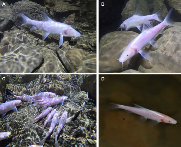 Neolissochilus pnar in their habitat in Krem Um Ladaw, India. Image credit: Uros Aksamovic / Dan Harries.