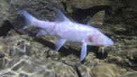 Neolissochilus pnar. Image credit: Uros Aksamovic.