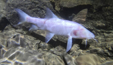 Neolissochilus pnar. Image credit: Uros Aksamovic.