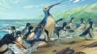 Life reconstructions of Kumimanu fordycei and Petradyptes stonehousei. Image credit: Simone Giovanardi.