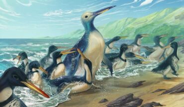 Life reconstructions of Kumimanu fordycei and Petradyptes stonehousei. Image credit: Simone Giovanardi.