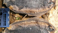 Field photo of the fossilized remains of a fish called Watsonulus, a member of the Guiyang Biota. Image credit: Xu Dai.