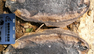 Field photo of the fossilized remains of a fish called Watsonulus, a member of the Guiyang Biota. Image credit: Xu Dai.