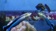 Kohda et al. show that bluestreak cleaner wrasses (Labroides dimidiatus) recognize their own mirror image using a mental image of the self-face comparable to humans. Image credit: Masanori Kohda, Osaka Metropolitan University.