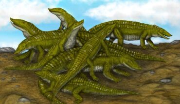 The assemblage of Aetosaurus ferratus skeletons exhibited in the State Natural History Museumin Stuttgart. Image credit: E.M. Teschner.