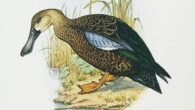 Spatula praeclypeata is a stem taxon of the living species Spatula smithii (depicted here). Image credit: C.G. Finch-Davies.